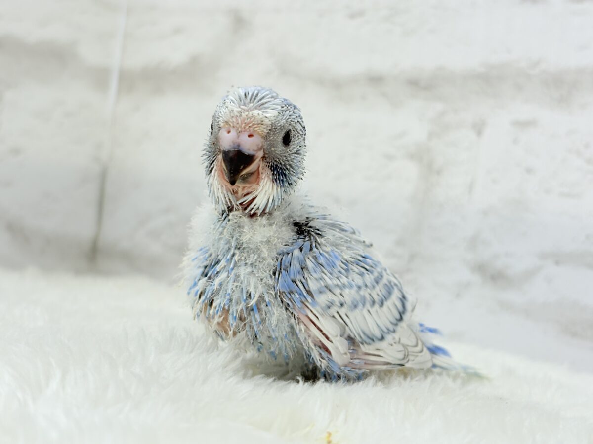 【最新画像更新🪄】ちょびっとくせ毛がクセになる🐥セキセイインコ(スパングル) ヒナ セキセイインコ