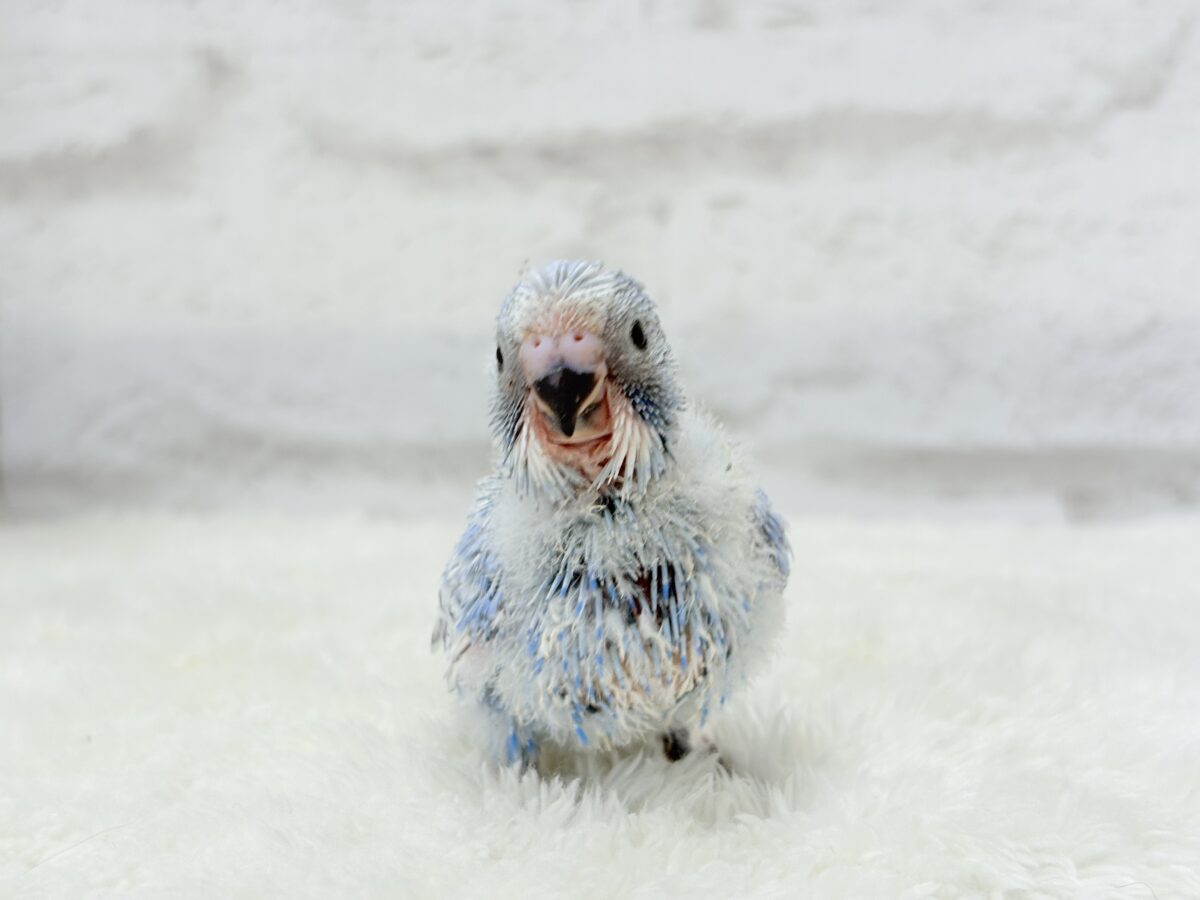 【最新画像更新🪄】ちょびっとくせ毛がクセになる🐥セキセイインコ(スパングル) ヒナ セキセイインコ