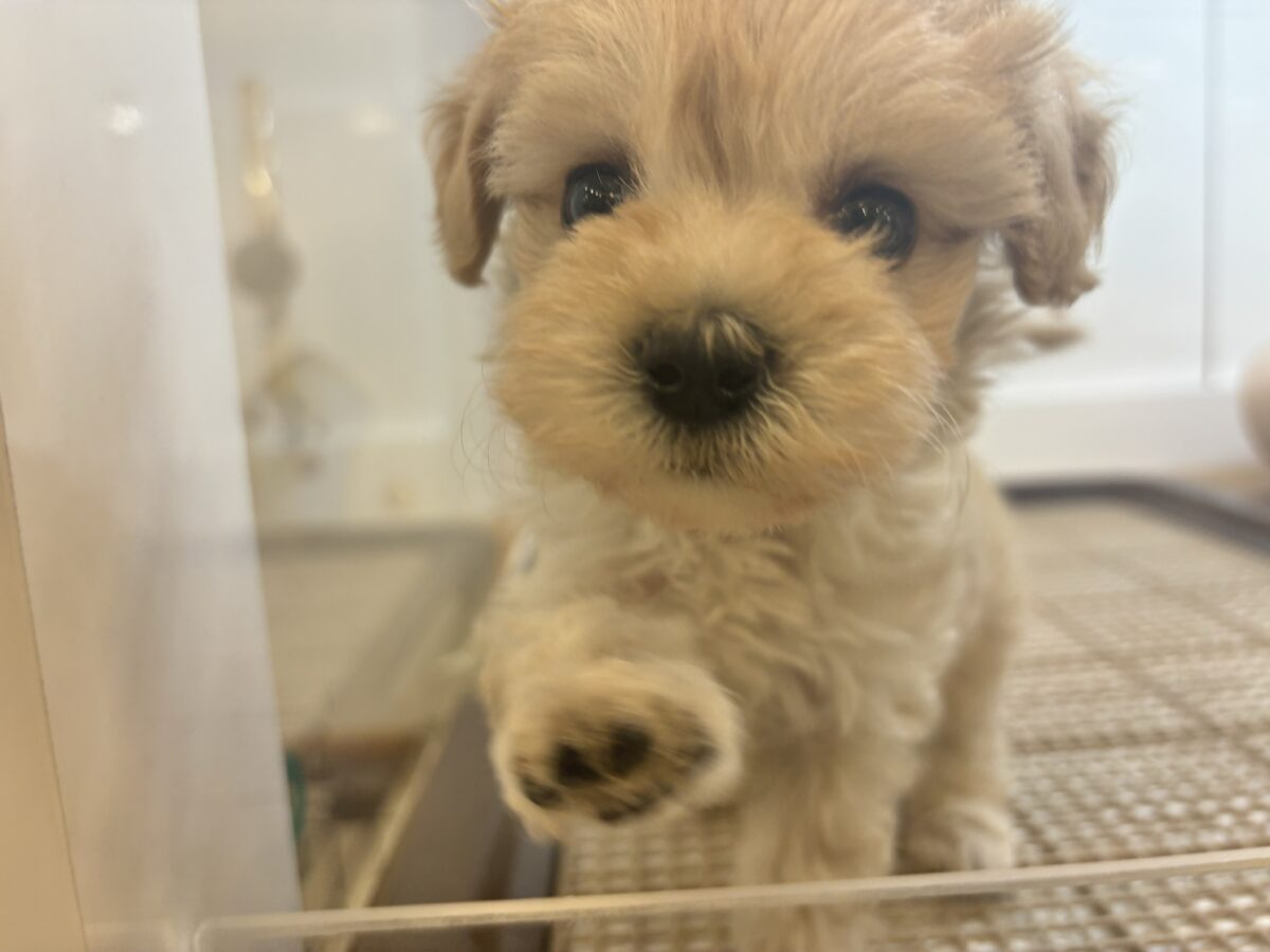 笑顔が溢れ出しちゃう♡マルプーちゃん! マルプー