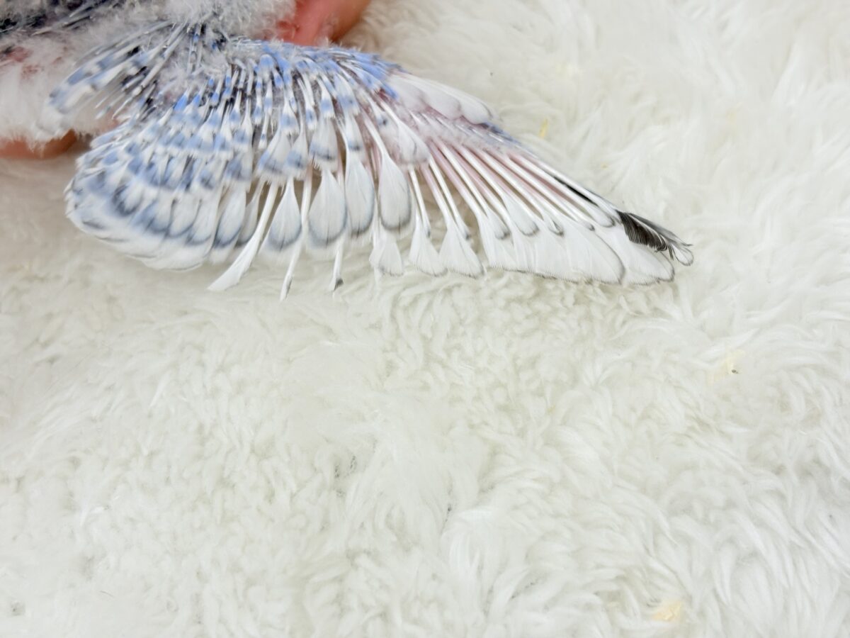 【最新画像更新🪄】ちょびっとくせ毛がクセになる🐥セキセイインコ(スパングル) ヒナ セキセイインコ