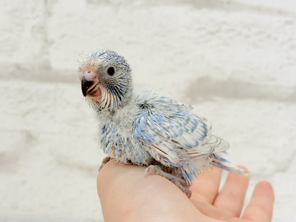【最新画像更新🪄】ちょびっとくせ毛がクセになる🐥セキセイインコ(スパングル) ヒナ セキセイインコ