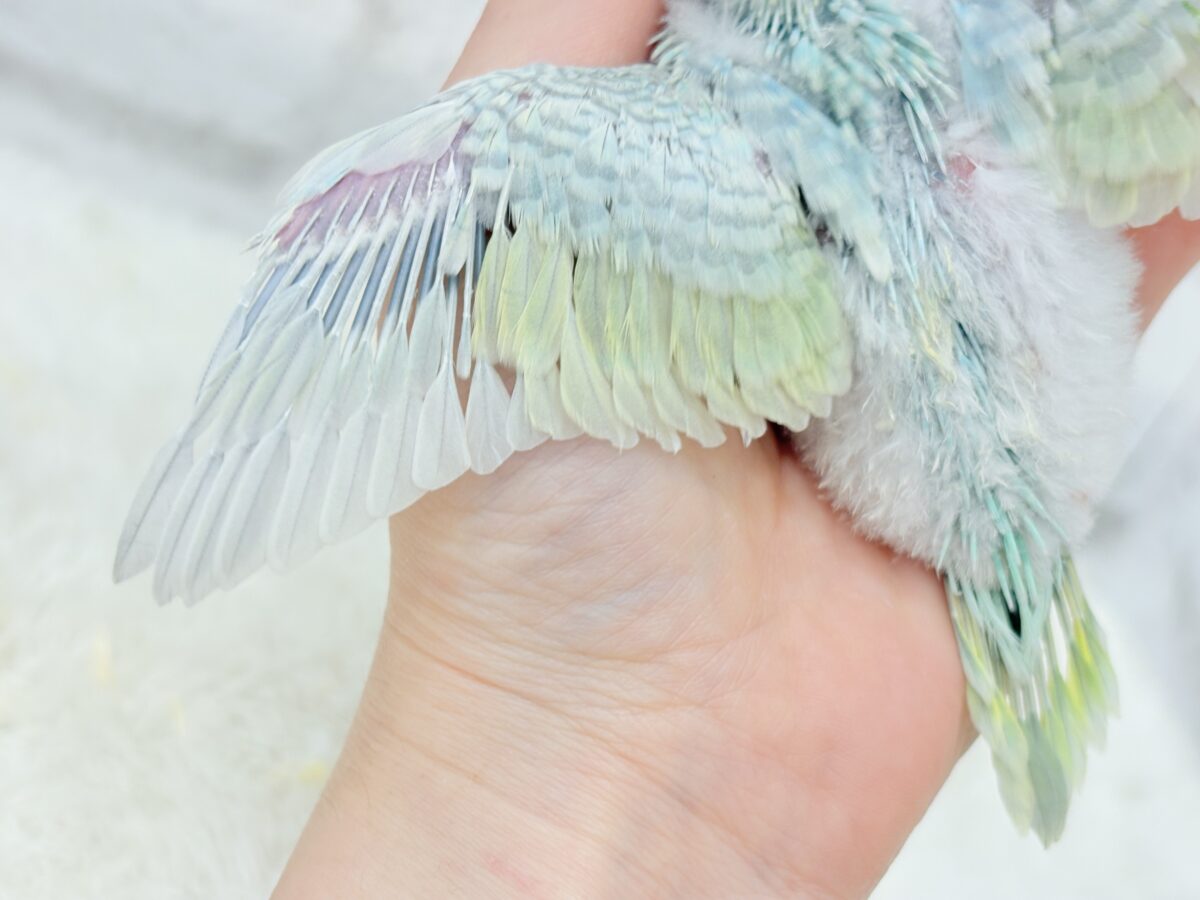 セキセイインコ