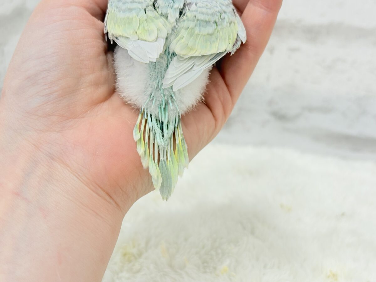 【最新画像更新🪄】しゅわしゅわっと🍬🫧ラムネちゃん🐥◎セキセイインコ(パステルカラーレインボースパングル) ヒナ セキセイインコ