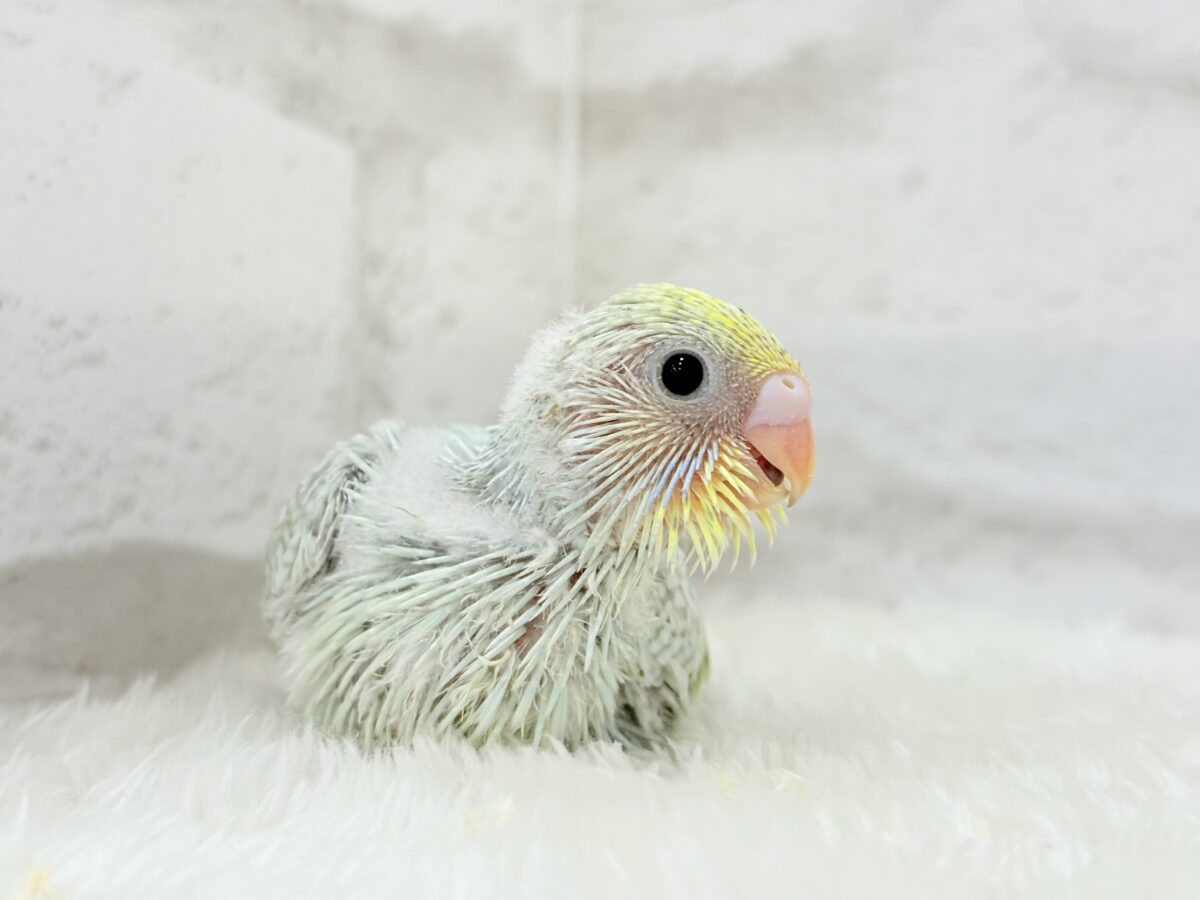 【最新画像更新🪄】しゅわしゅわっと🍬🫧ラムネちゃん🐥◎セキセイインコ(パステルカラーレインボースパングル) ヒナ セキセイインコ