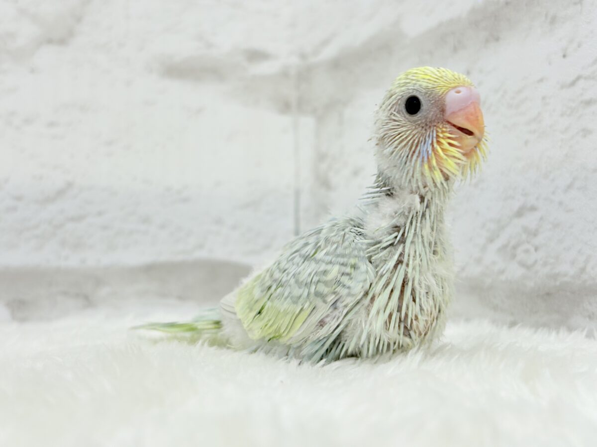 【最新画像更新🪄】しゅわしゅわっと🍬🫧ラムネちゃん🐥◎セキセイインコ(パステルカラーレインボースパングル) ヒナ セキセイインコ