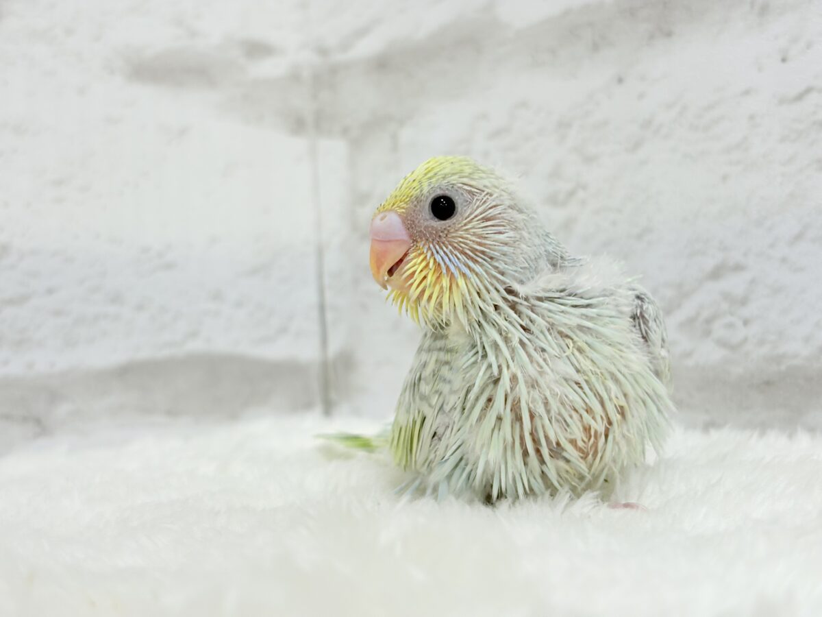 【最新画像更新🪄】しゅわしゅわっと🍬🫧ラムネちゃん🐥◎セキセイインコ(パステルカラーレインボースパングル) ヒナ セキセイインコ