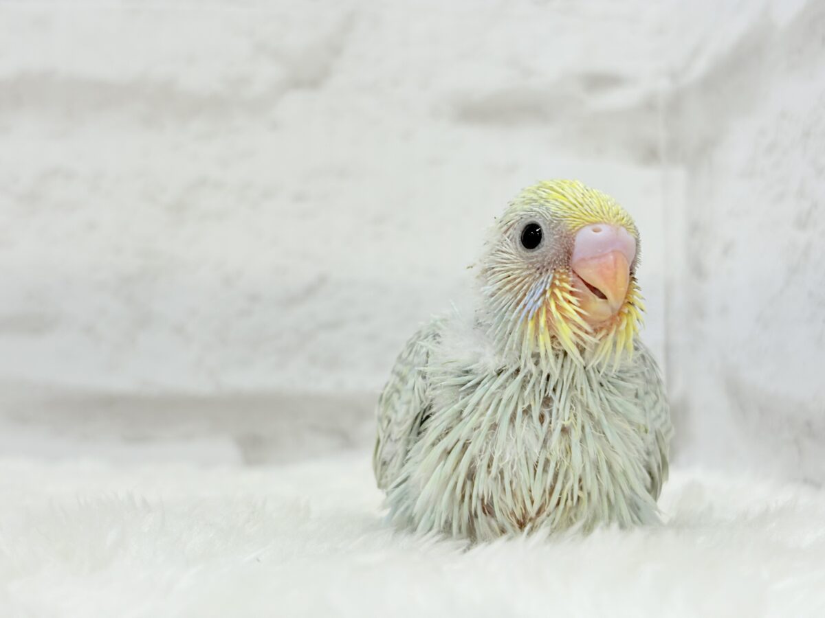 【最新画像更新🪄】しゅわしゅわっと🍬🫧ラムネちゃん🐥◎セキセイインコ(パステルカラーレインボースパングル) ヒナ セキセイインコ