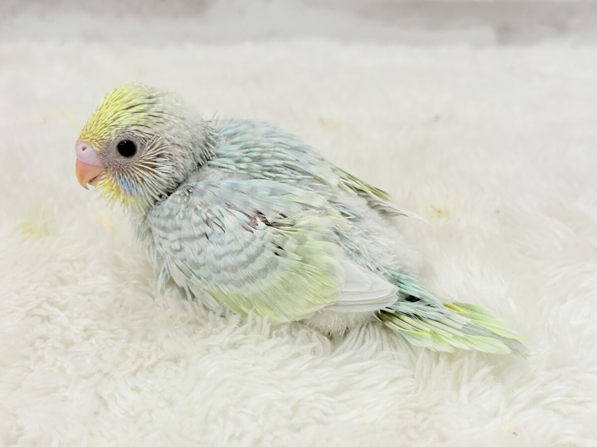 【最新画像更新🪄】しゅわしゅわっと🍬🫧ラムネちゃん🐥◎セキセイインコ(パステルカラーレインボースパングル) ヒナ セキセイインコ