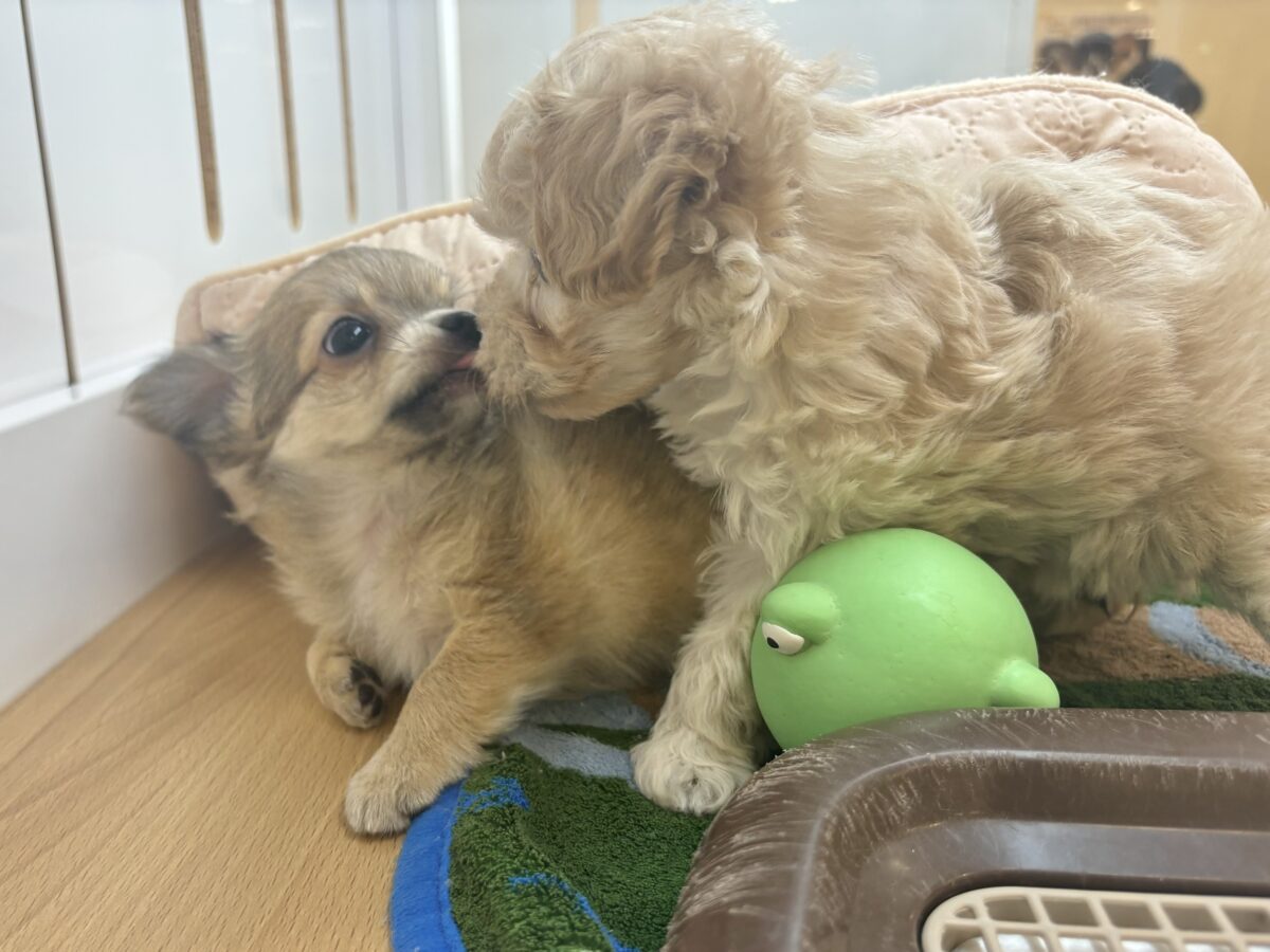笑顔が溢れ出しちゃう♡マルプーちゃん! マルプー