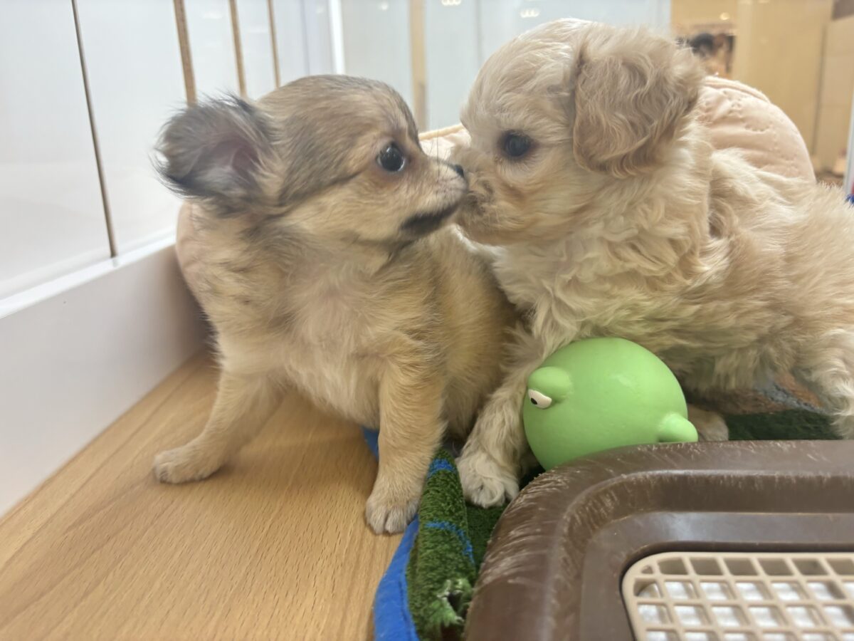 笑顔が溢れ出しちゃう♡マルプーちゃん! マルプー