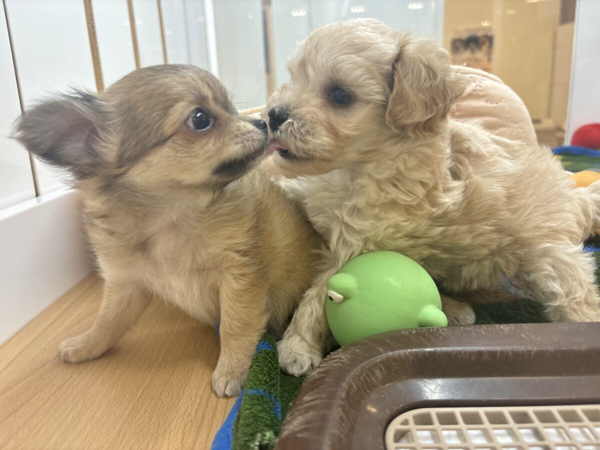 笑顔が溢れ出しちゃう♡マルプーちゃん! マルプー