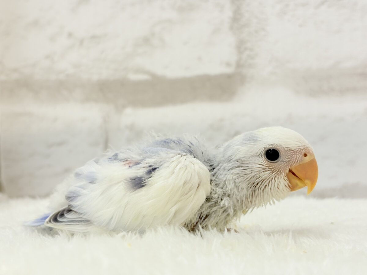 【最新画像更新🪄】わた毛おぱんつ天使降臨🐣💜コザクラインコ(バイオレットオパーリンパイド) ヒナ コザクラインコ(小桜インコ)