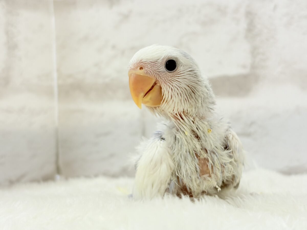 【最新画像更新🪄】わた毛おぱんつ天使降臨🐣💜コザクラインコ(バイオレットオパーリンパイド) ヒナ コザクラインコ(小桜インコ)