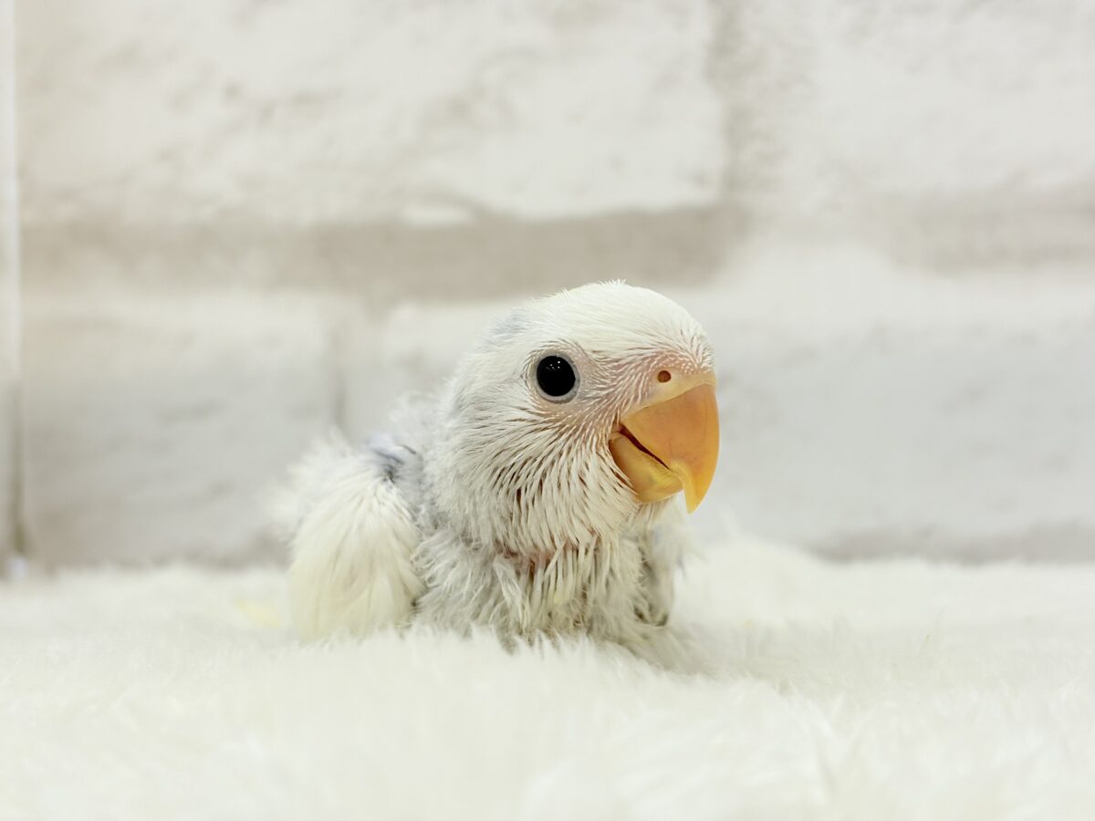 【最新画像更新🪄】わた毛おぱんつ天使降臨🐣💜コザクラインコ(バイオレットオパーリンパイド) ヒナ コザクラインコ(小桜インコ)