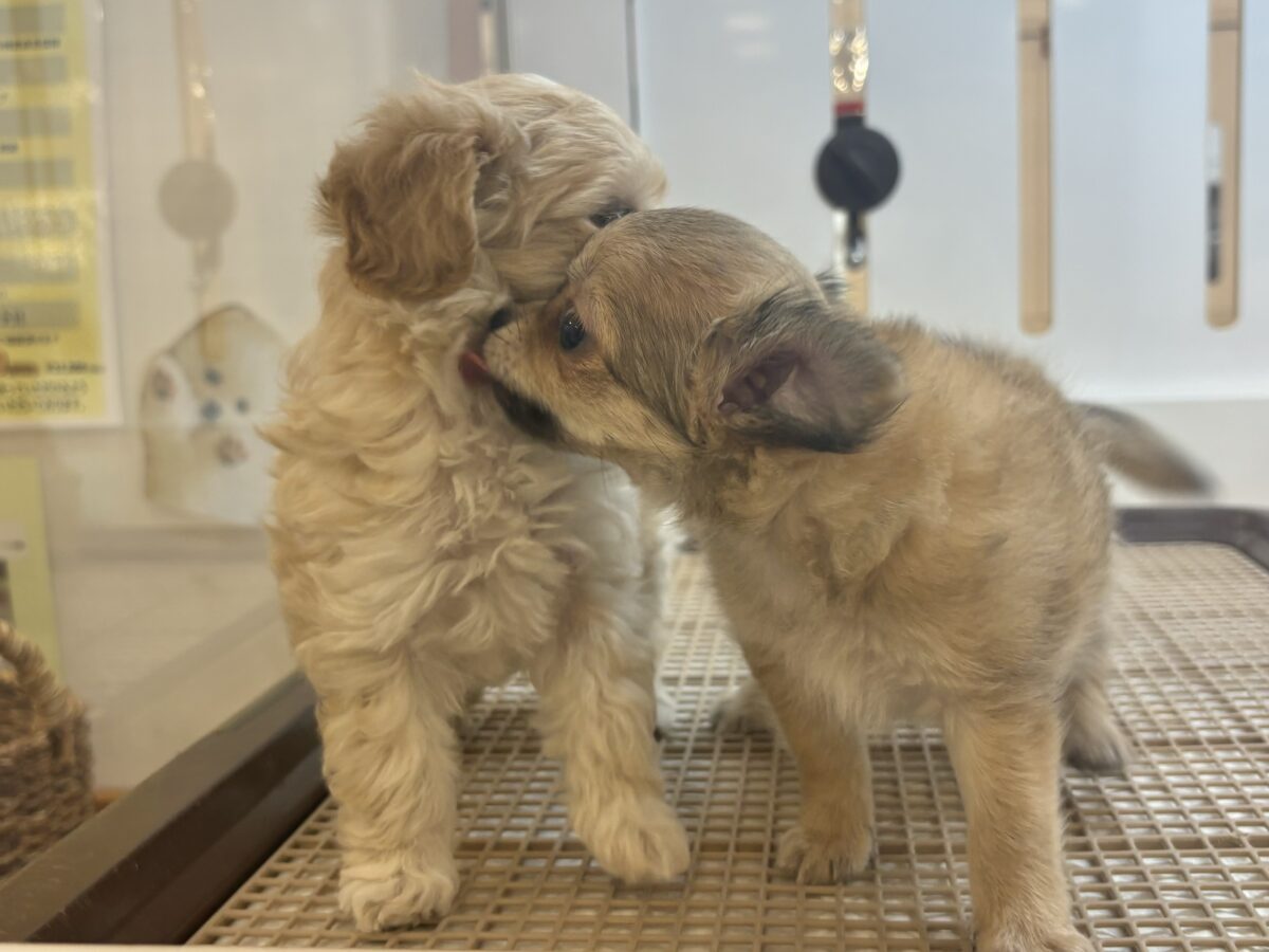 笑顔が溢れ出しちゃう♡マルプーちゃん! マルプー