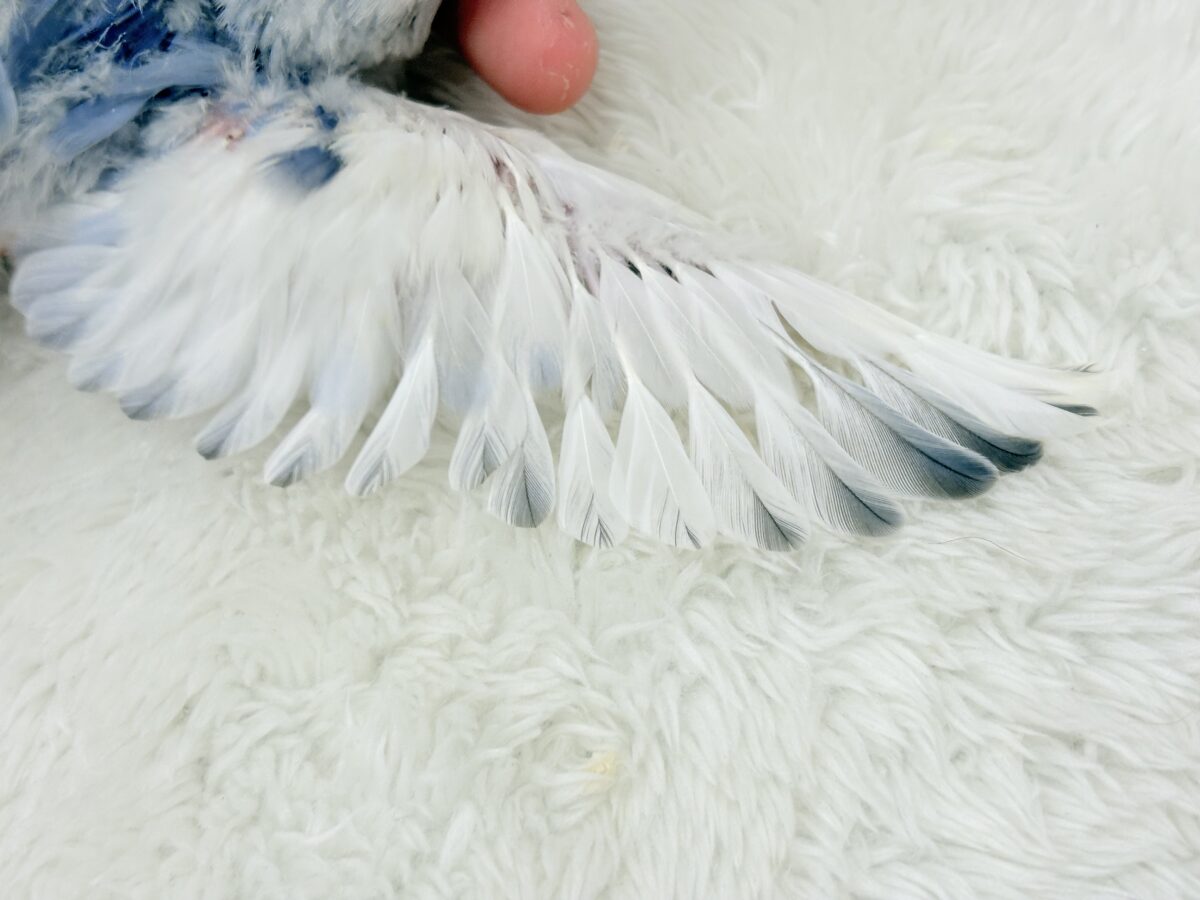 【最新画像更新🪄】わた毛おぱんつ天使降臨🐣💜コザクラインコ(バイオレットオパーリンパイド) ヒナ コザクラインコ(小桜インコ)