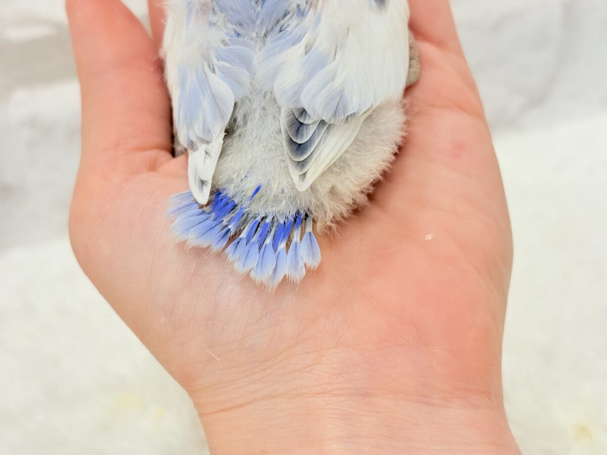 【最新画像更新🪄】わた毛おぱんつ天使降臨🐣💜コザクラインコ(バイオレットオパーリンパイド) ヒナ コザクラインコ(小桜インコ)