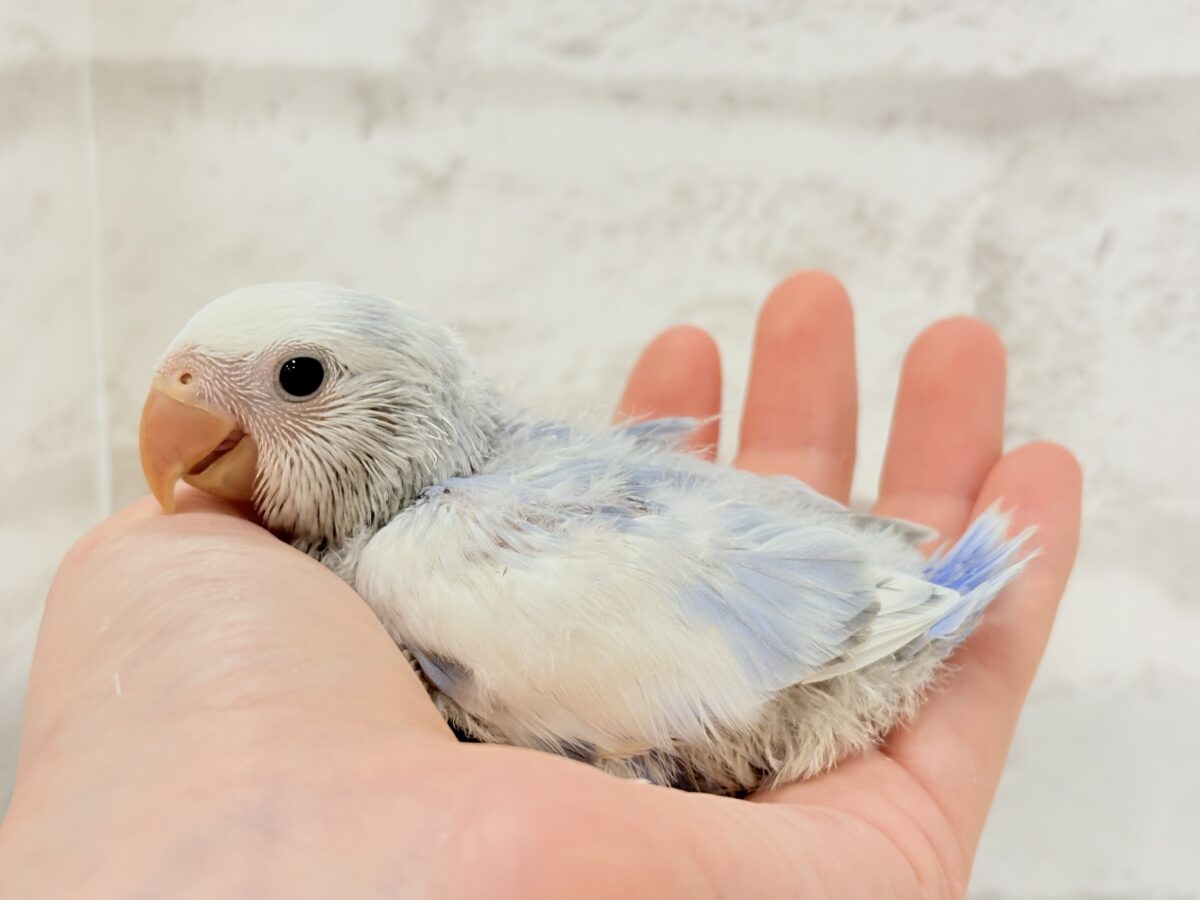 コザクラインコ（小桜インコ）
