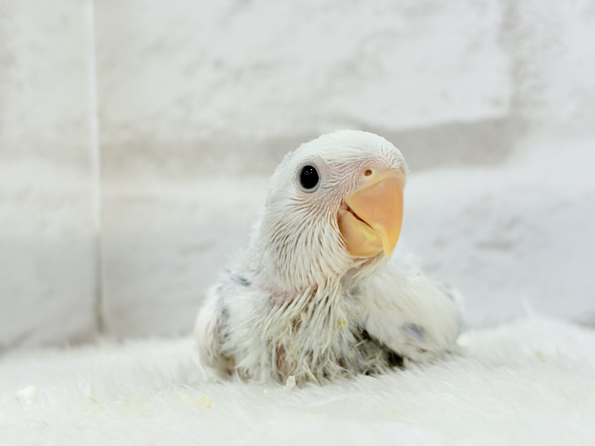 【最新画像更新🪄】わた毛おぱんつ天使降臨🐣💜コザクラインコ(バイオレットオパーリンパイド) ヒナ コザクラインコ(小桜インコ)