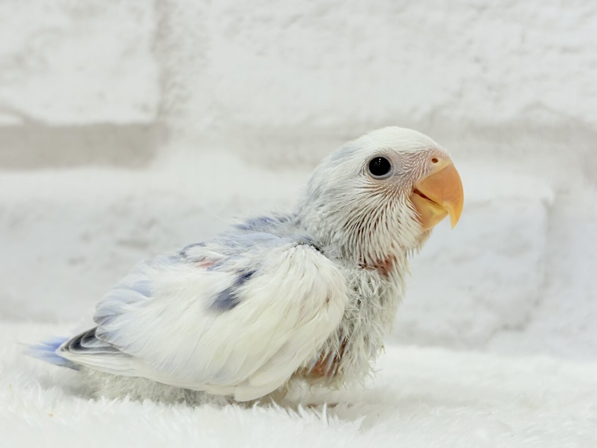 【最新画像更新🪄】わた毛おぱんつ天使降臨🐣💜コザクラインコ(バイオレットオパーリンパイド) ヒナ コザクラインコ(小桜インコ)