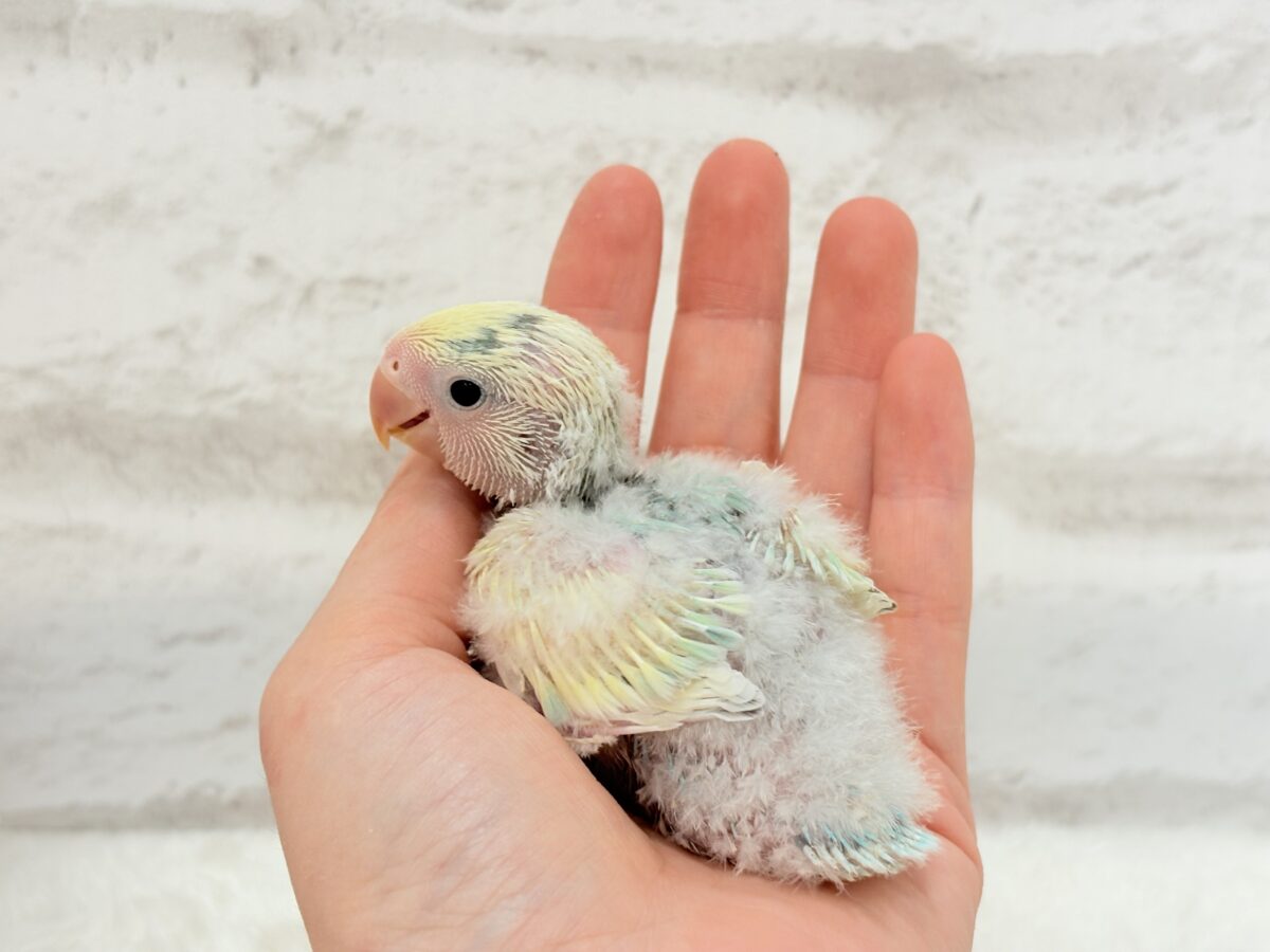 【最新画像更新🪄】頭に入った模様がトレードマーク🐣⚡️🍏コザクラインコ(ブルーチェリーオパーリンパイド) ヒナ コザクラインコ(小桜インコ)