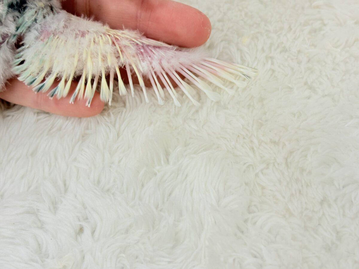 【最新画像更新🪄】頭に入った模様がトレードマーク🐣⚡️🍏コザクラインコ(ブルーチェリーオパーリンパイド) ヒナ コザクラインコ(小桜インコ)