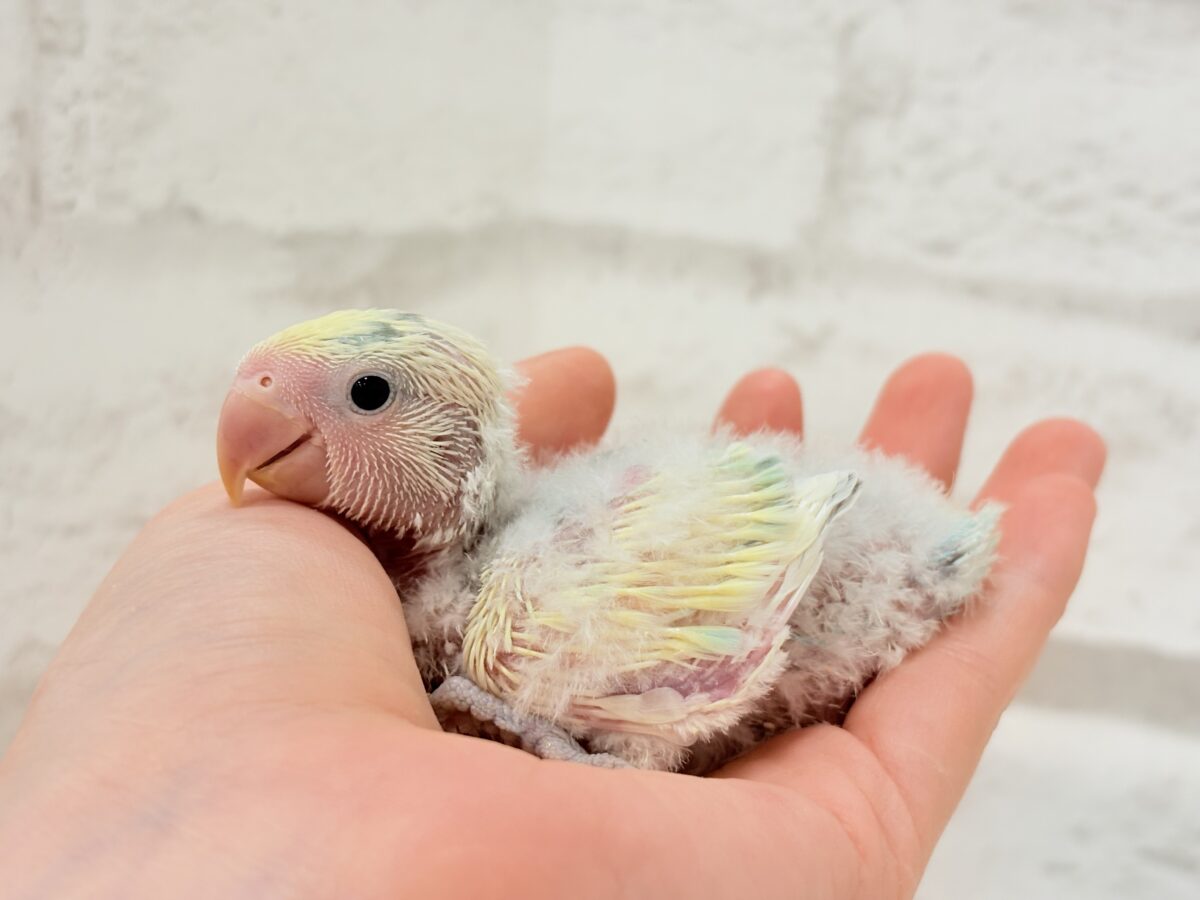 コザクラインコ（小桜インコ）
