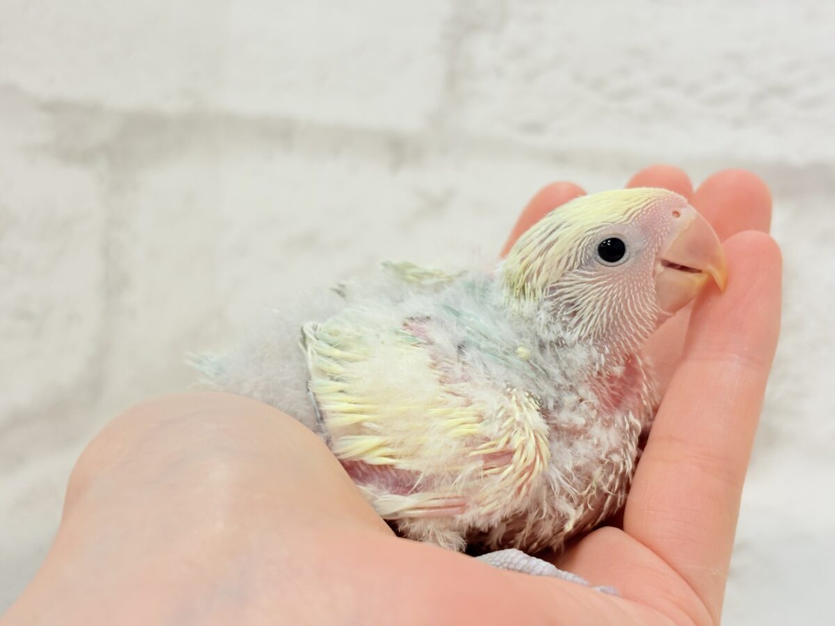コザクラインコ（小桜インコ）