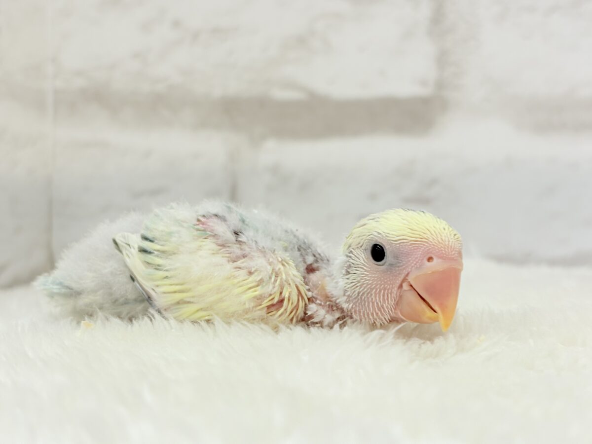 コザクラインコ（小桜インコ）