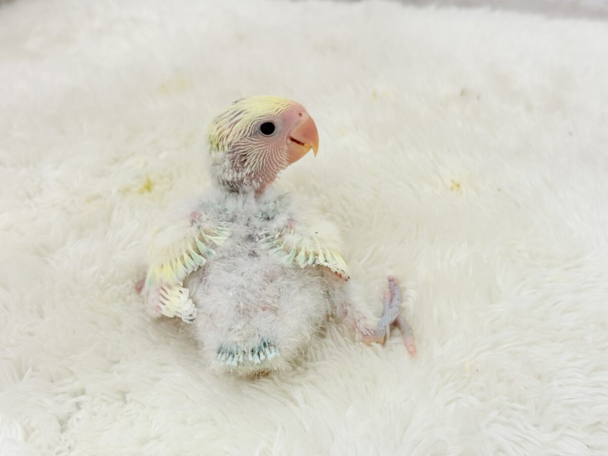 コザクラインコ（小桜インコ）