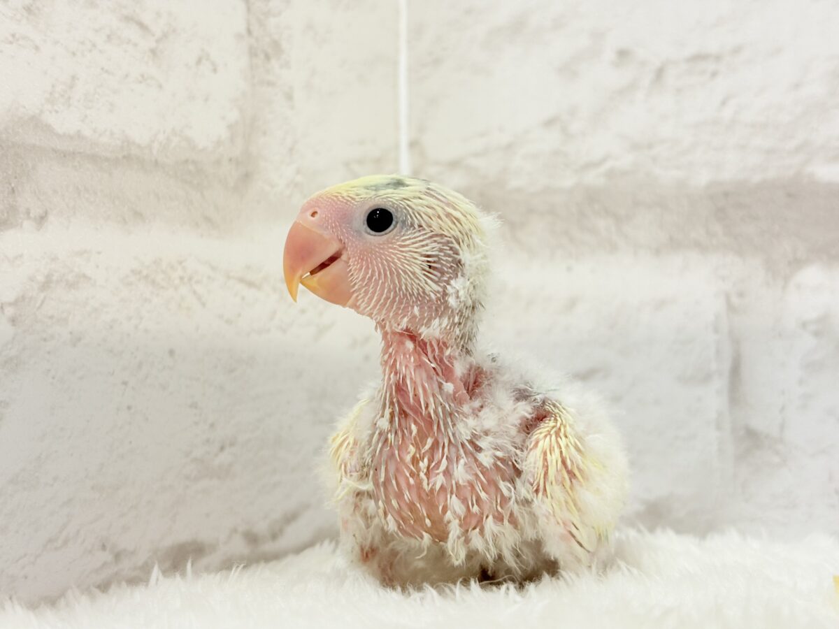 【最新画像更新🪄】頭に入った模様がトレードマーク🐣⚡️🍏コザクラインコ(ブルーチェリーオパーリンパイド) ヒナ コザクラインコ(小桜インコ)
