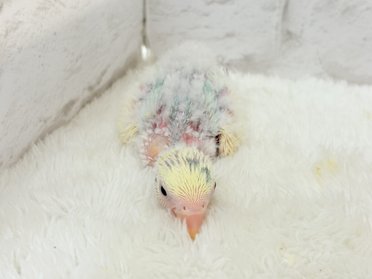 【最新画像更新🪄】頭に入った模様がトレードマーク🐣⚡️🍏コザクラインコ(ブルーチェリーオパーリンパイド) ヒナ コザクラインコ(小桜インコ)