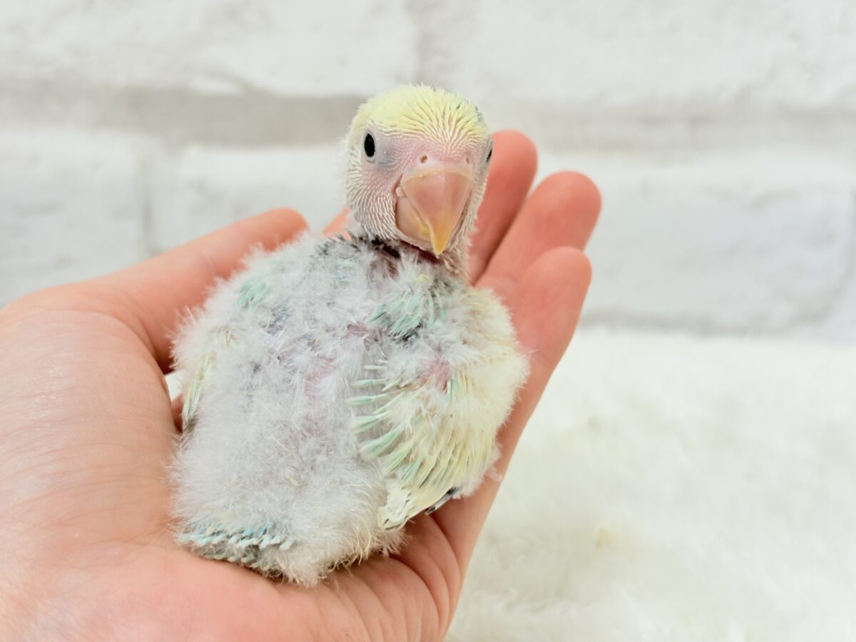 【最新画像更新🪄】頭に入った模様がトレードマーク🐣⚡️🍏コザクラインコ(ブルーチェリーオパーリンパイド) ヒナ コザクラインコ(小桜インコ)