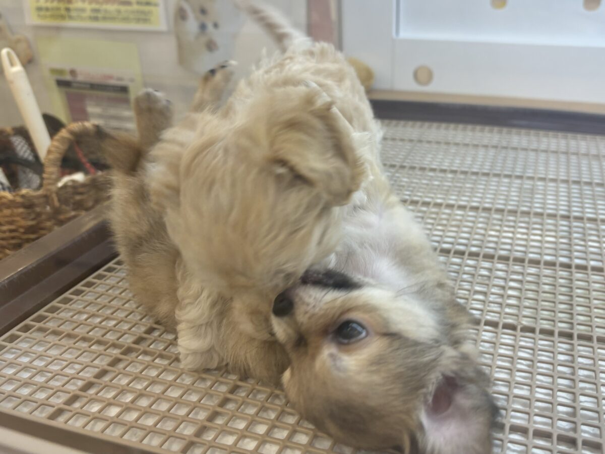 笑顔が溢れ出しちゃう♡マルプーちゃん! マルプー