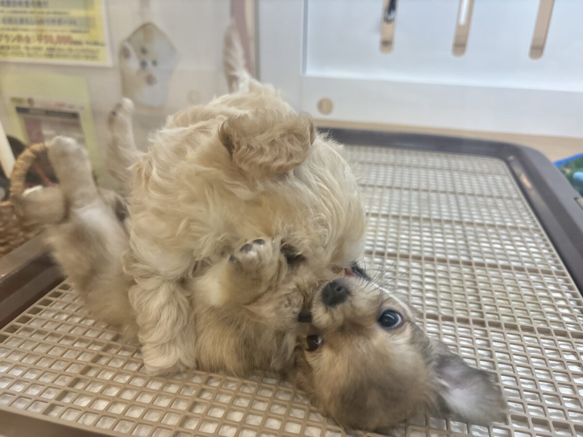 笑顔が溢れ出しちゃう♡マルプーちゃん! マルプー