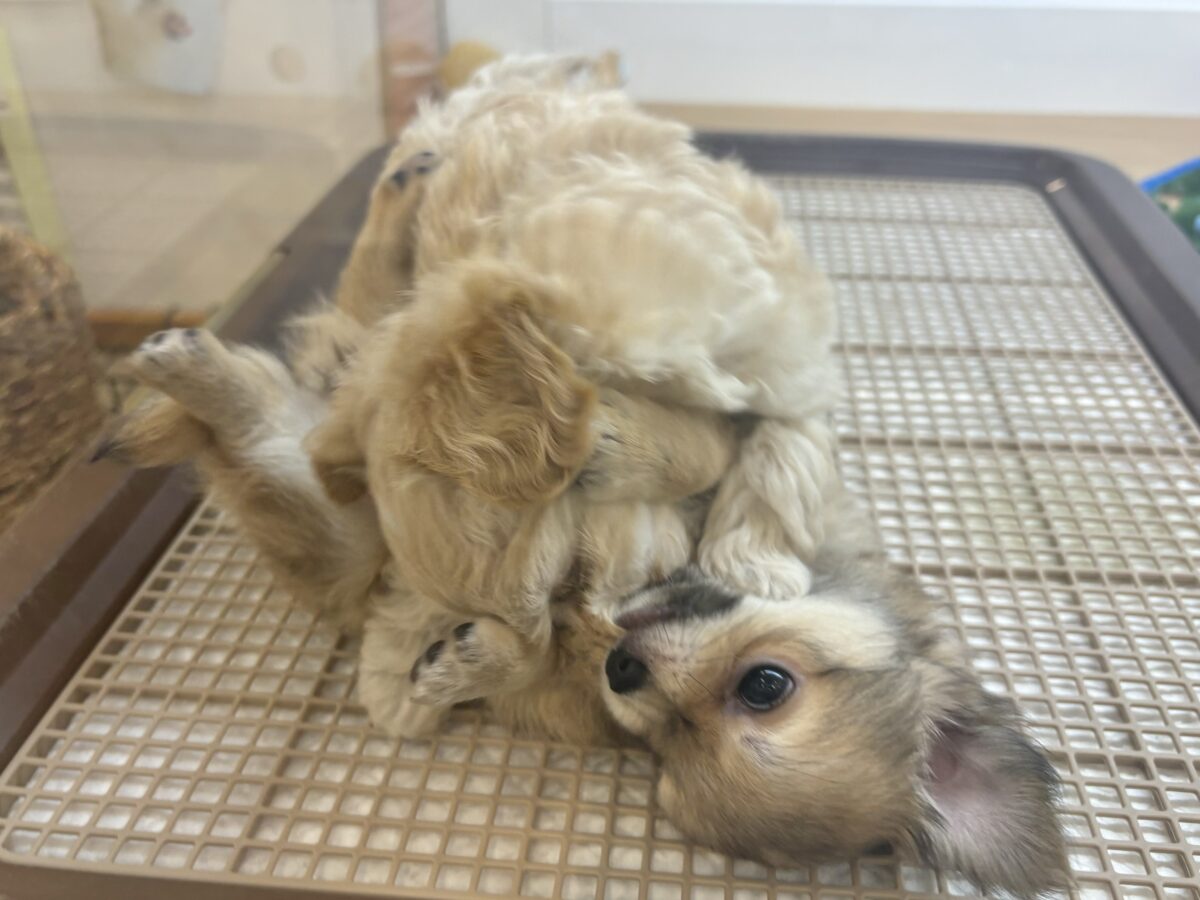笑顔が溢れ出しちゃう♡マルプーちゃん! マルプー