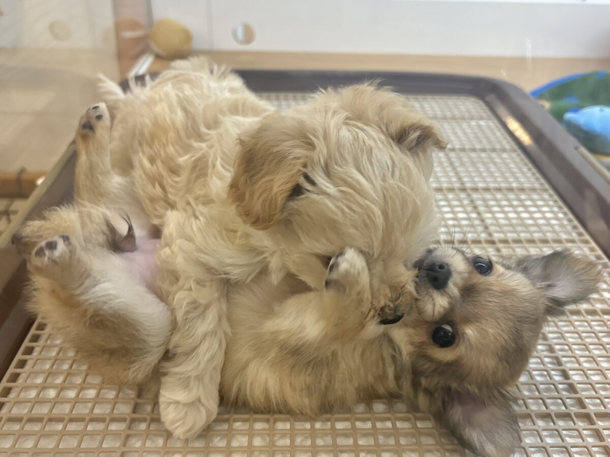 笑顔が溢れ出しちゃう♡マルプーちゃん! マルプー