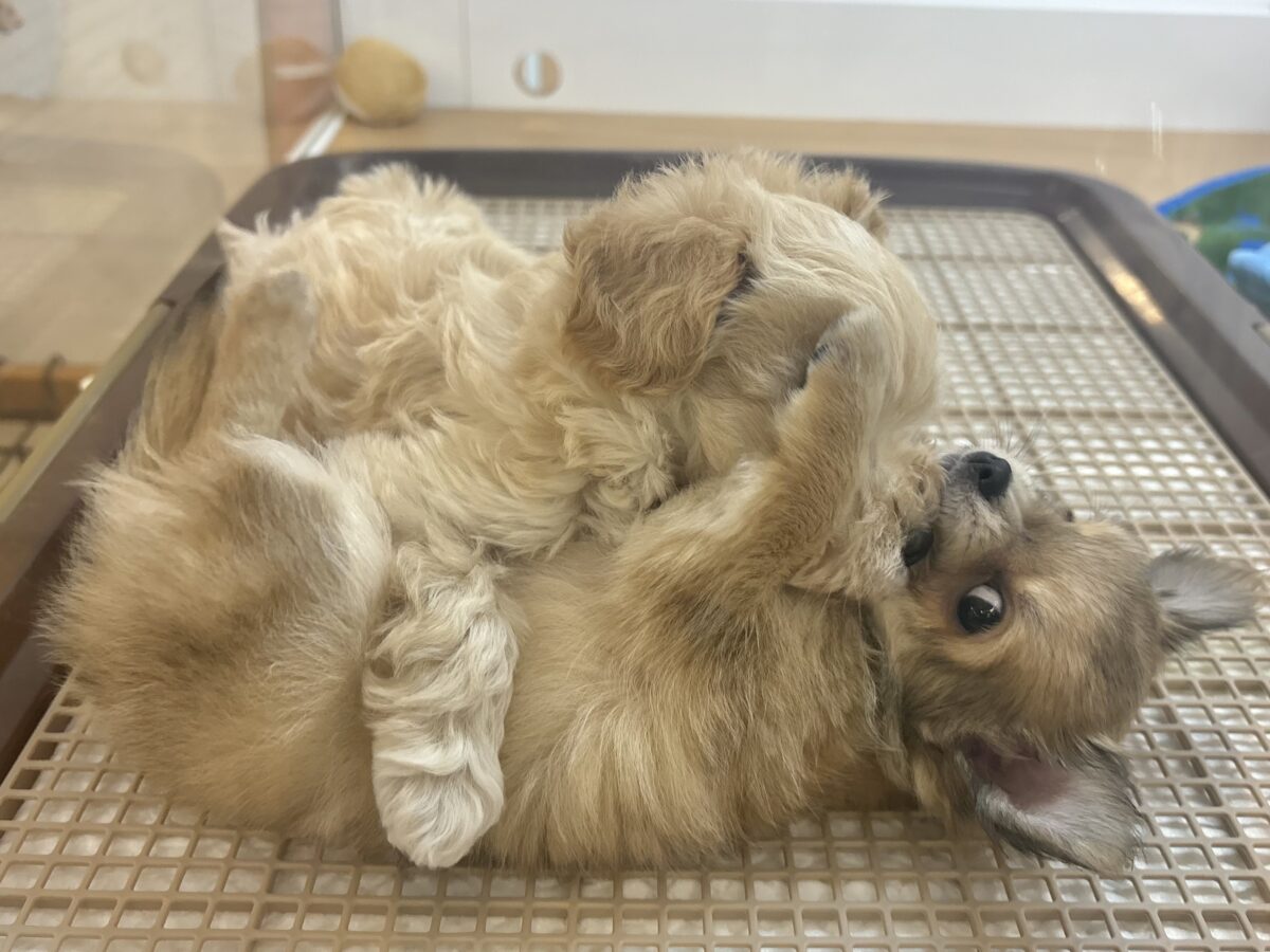 笑顔が溢れ出しちゃう♡マルプーちゃん! マルプー