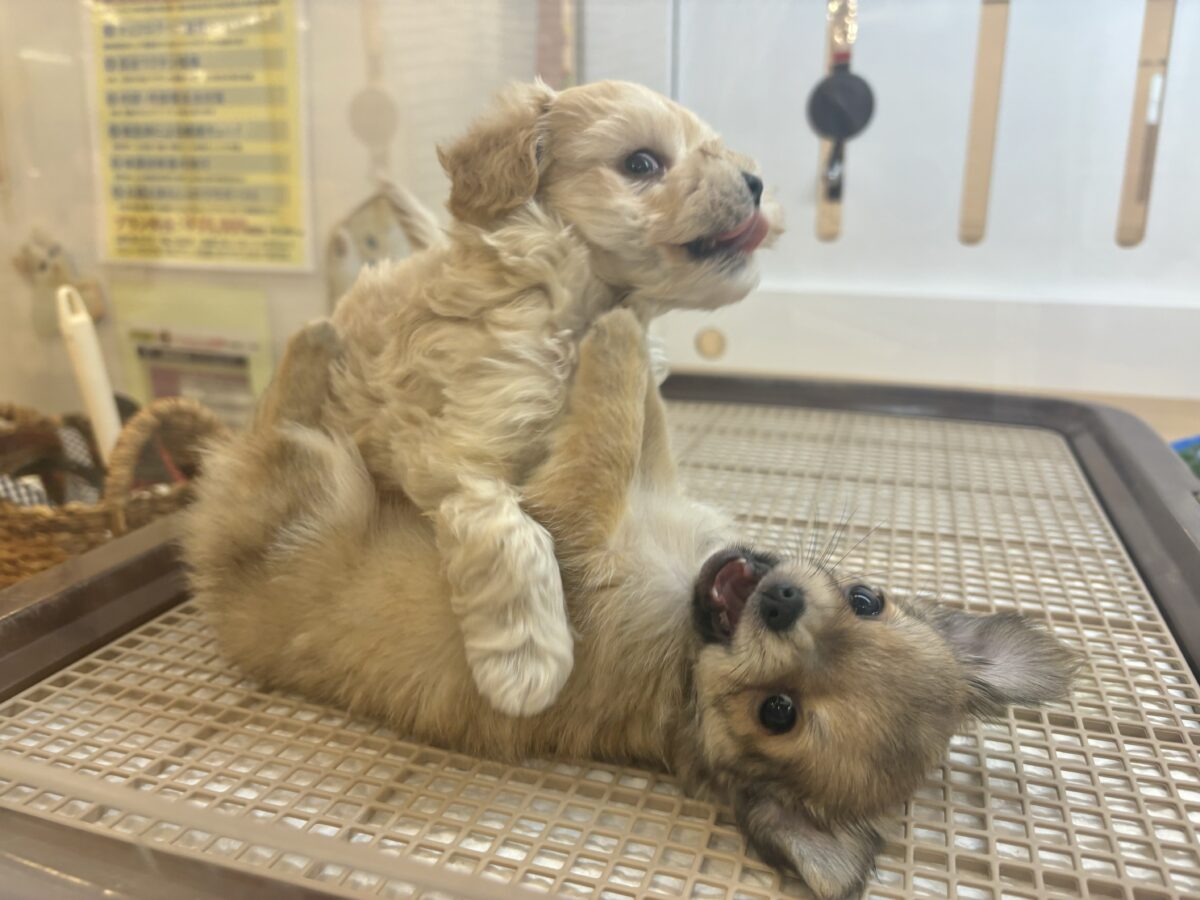 笑顔が溢れ出しちゃう♡マルプーちゃん! マルプー