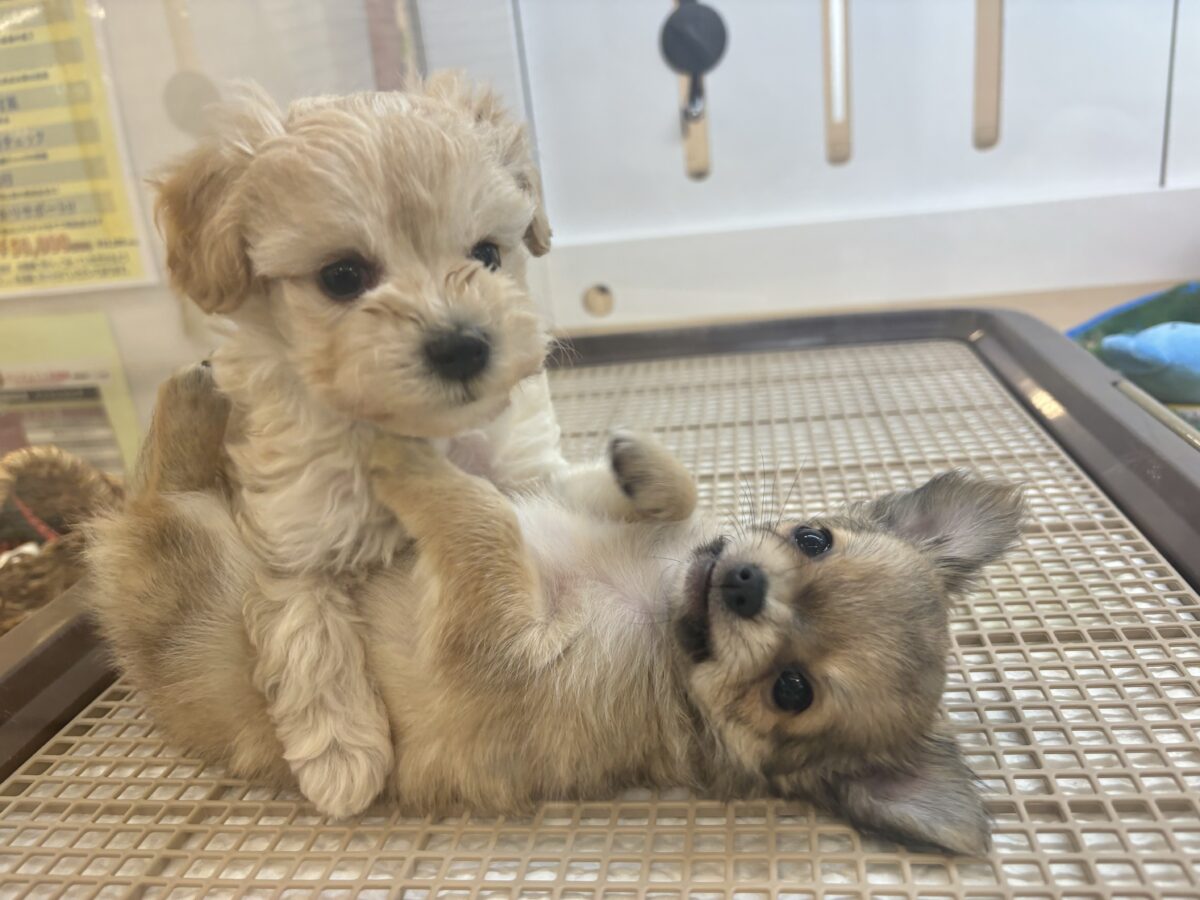 笑顔が溢れ出しちゃう♡マルプーちゃん! マルプー