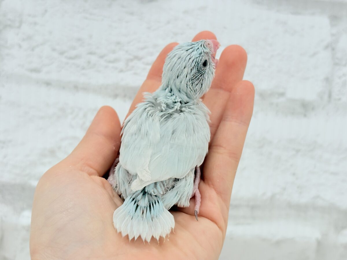 マメルリハ