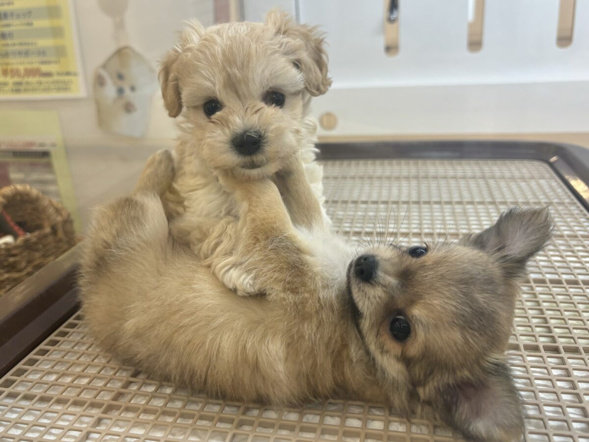 笑顔が溢れ出しちゃう♡マルプーちゃん! マルプー