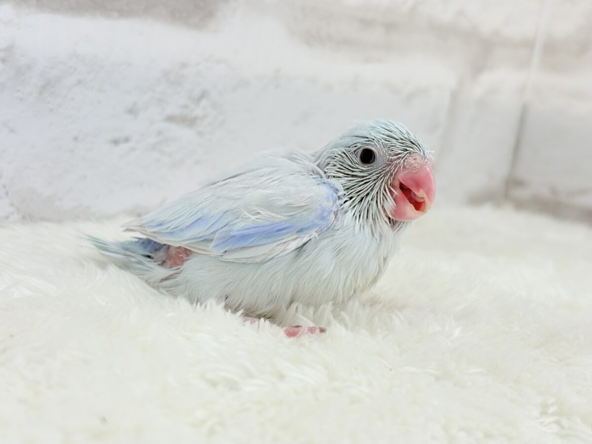 ちびっ子沼にハマりませんか!?🐣💖マメルリハフェア🍬 説明画像です