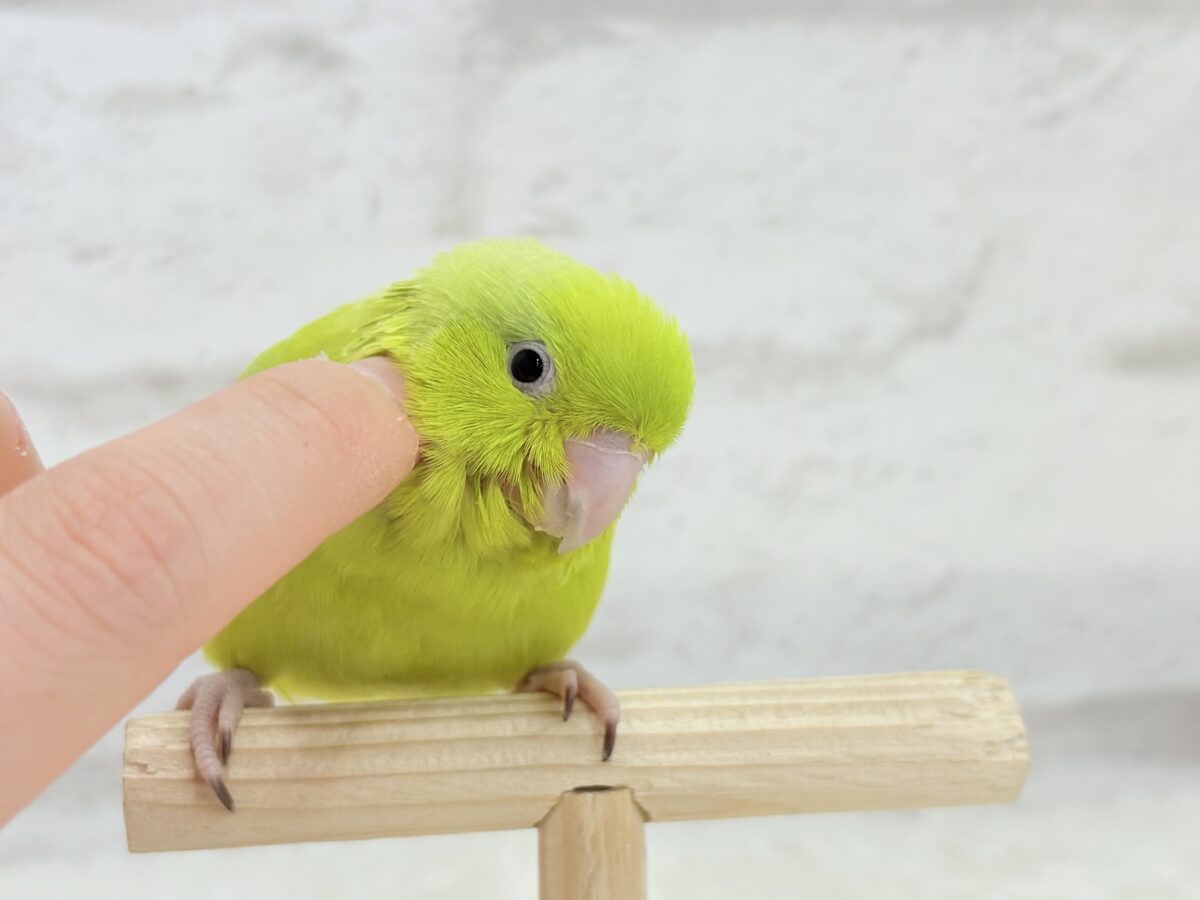 ちびっ子沼にハマりませんか!?🐣💖マメルリハフェア🍬 説明画像です