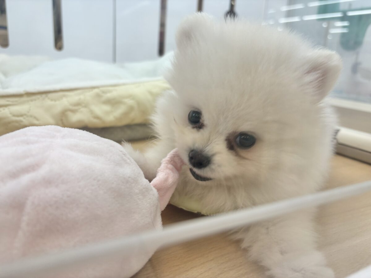 ポメラニアン