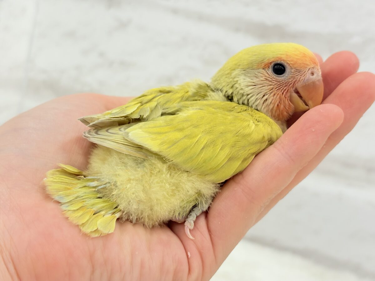 コザクラインコ（小桜インコ）