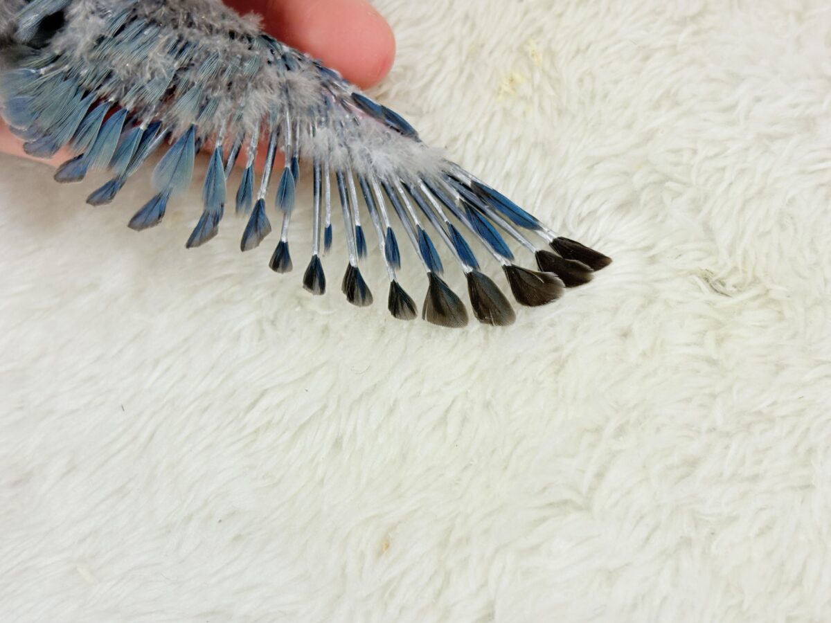 わた毛たっぷりヒナヒナちゃん🐣🫧コザクラインコ(ブルーチェリー) ヒナ コザクラインコ(小桜インコ)