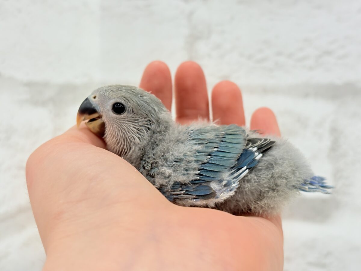 わた毛たっぷりヒナヒナちゃん🐣🫧コザクラインコ(ブルーチェリー) ヒナ コザクラインコ(小桜インコ)