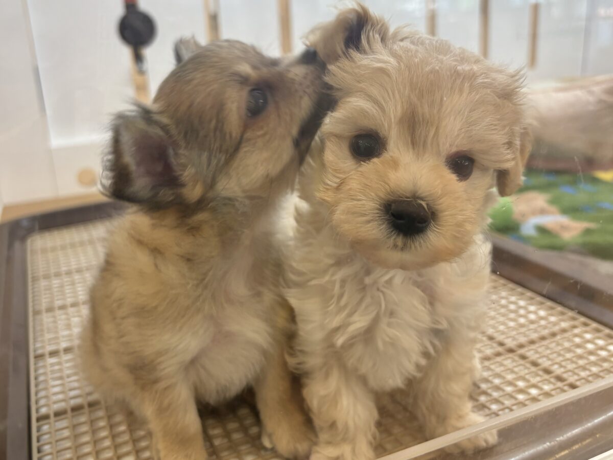 笑顔が溢れ出しちゃう♡マルプーちゃん! マルプー