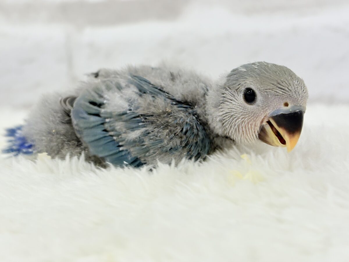 わた毛たっぷりヒナヒナちゃん🐣🫧コザクラインコ(ブルーチェリー) ヒナ コザクラインコ(小桜インコ)